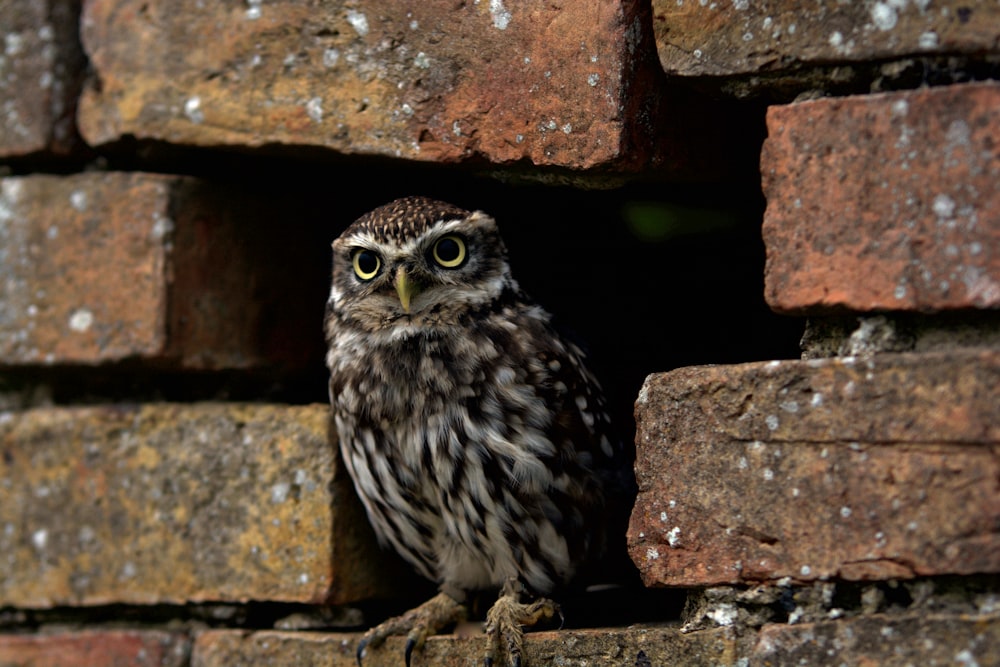 white and black owl on brown brick wall