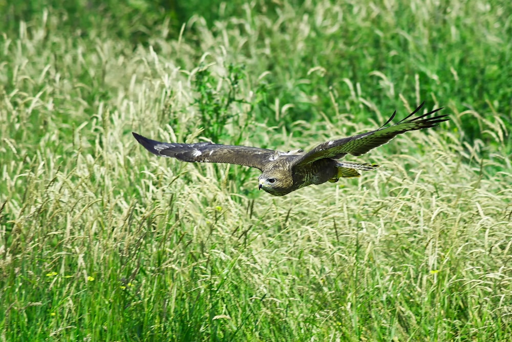 brown and white bird flying over green grass field during daytime