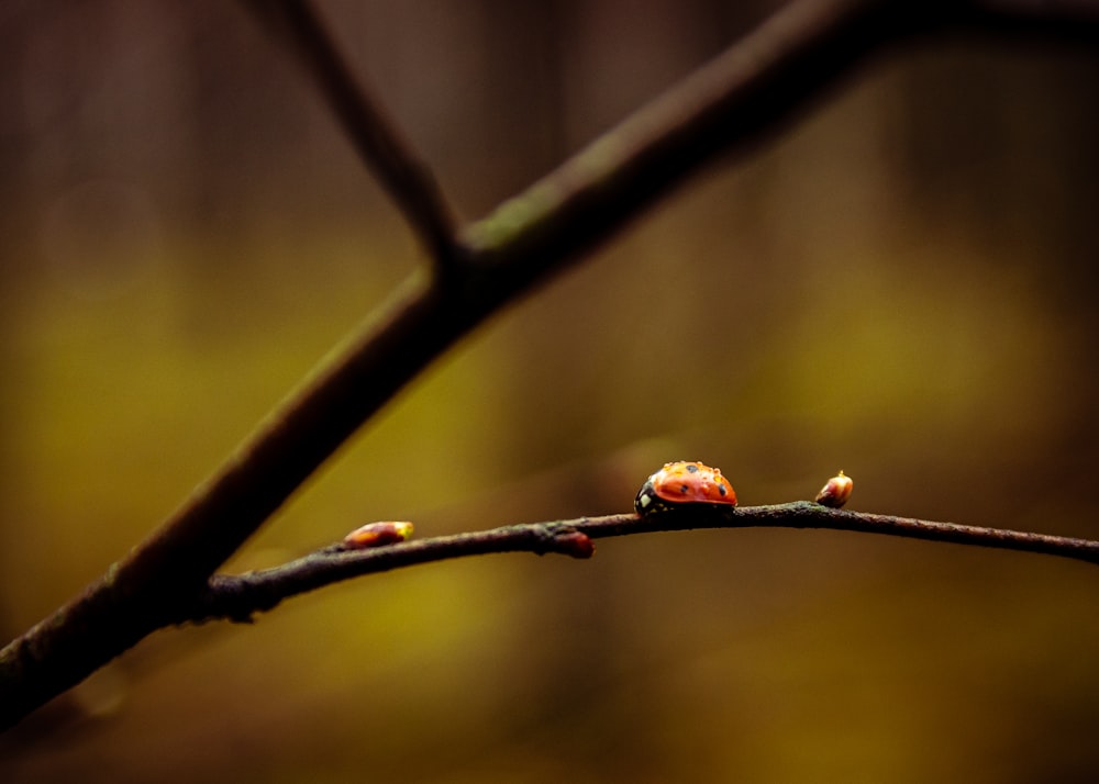 fruits ronds rouges et bruns sur branche d’arbre brune