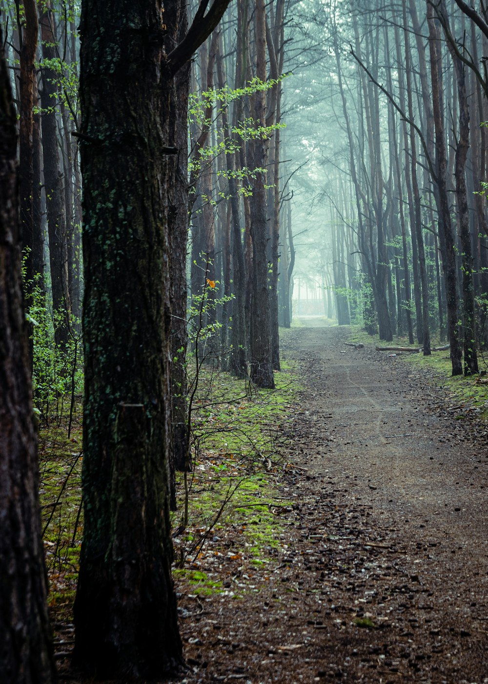 brown pathway between trees during daytime