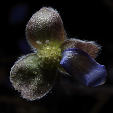 A detailed shot of a flower petal with dewdrops sparkling.