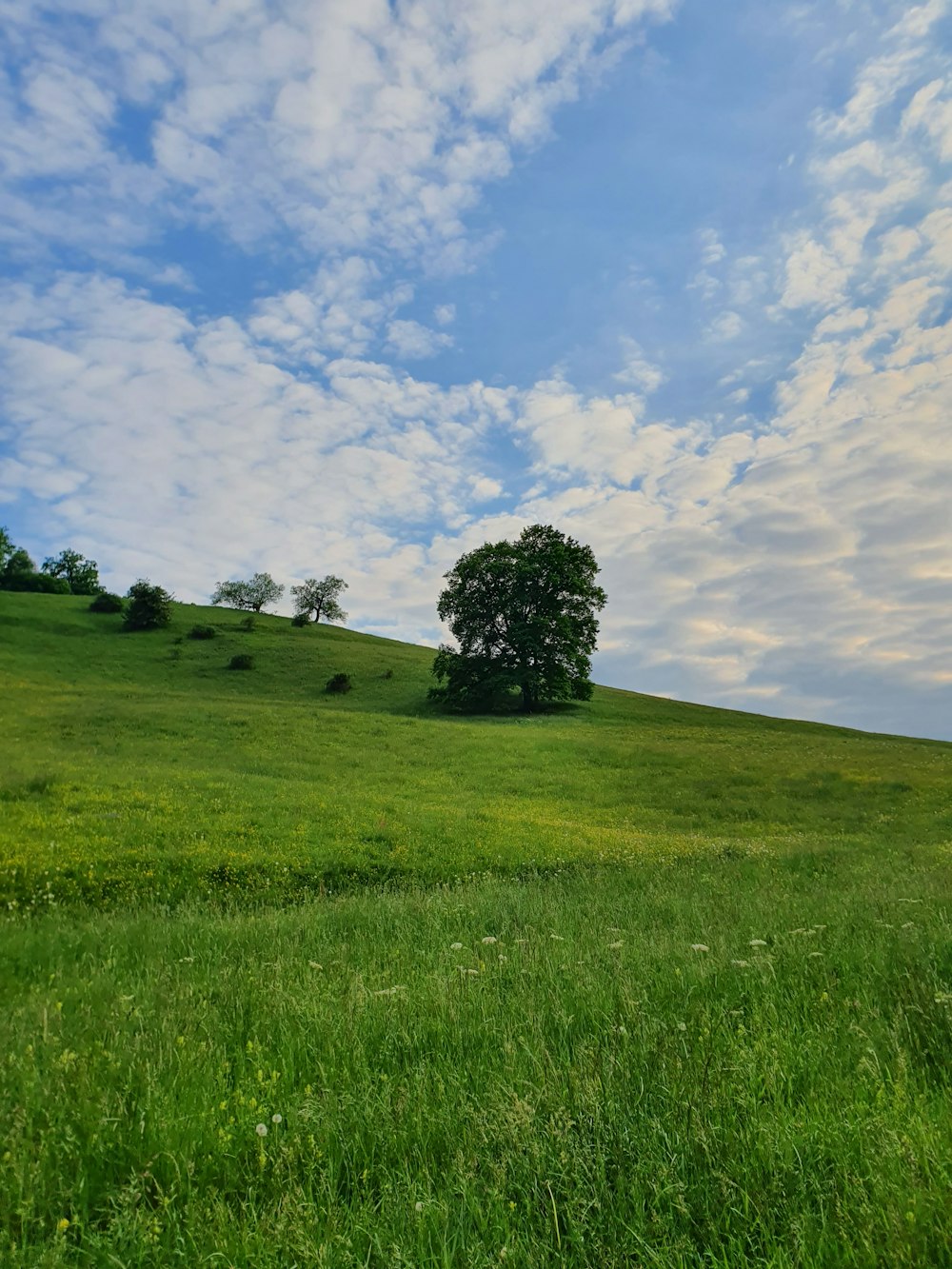 green grass field under blue sky and white clouds during daytime