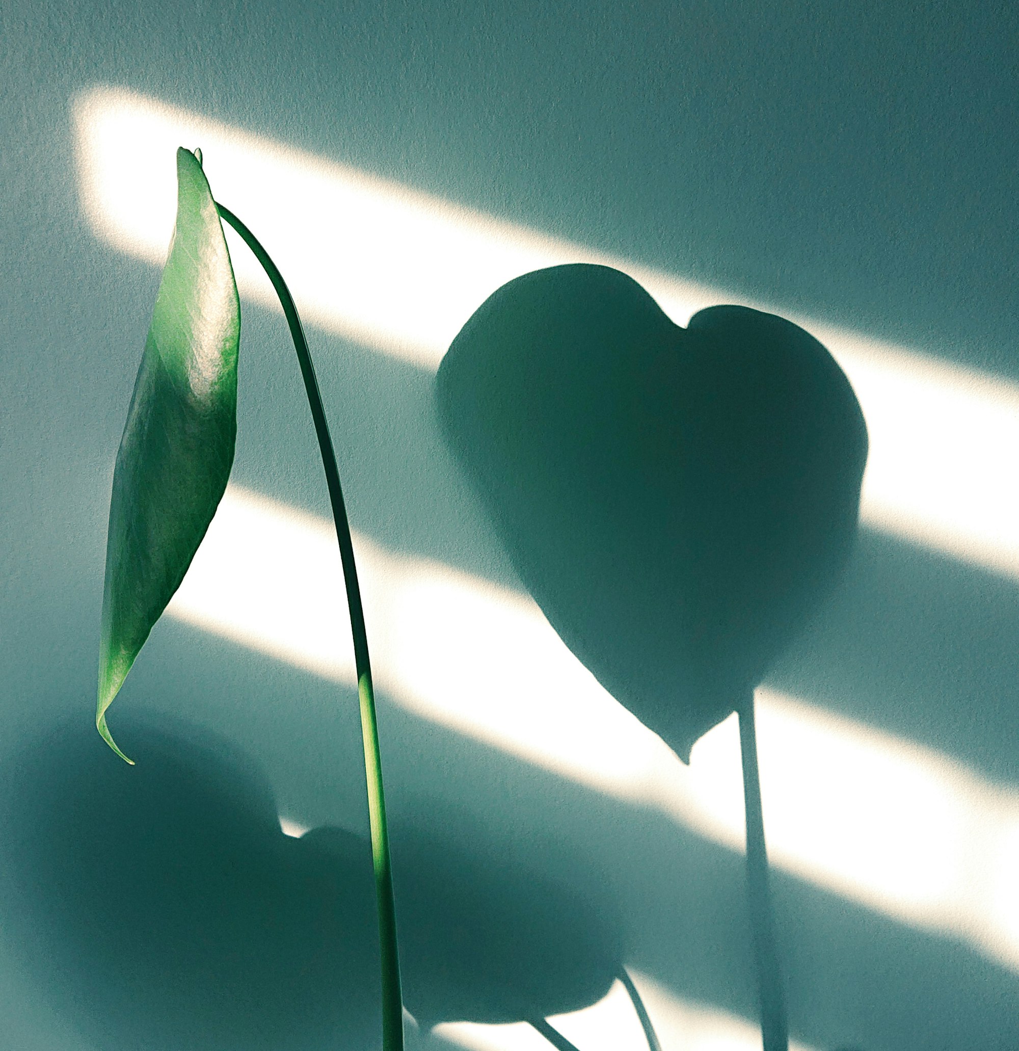 Concept of love and nature: a heart-shaped houseplant
