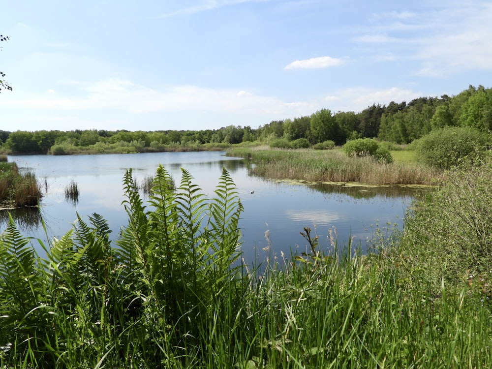 green grass on lake during daytime