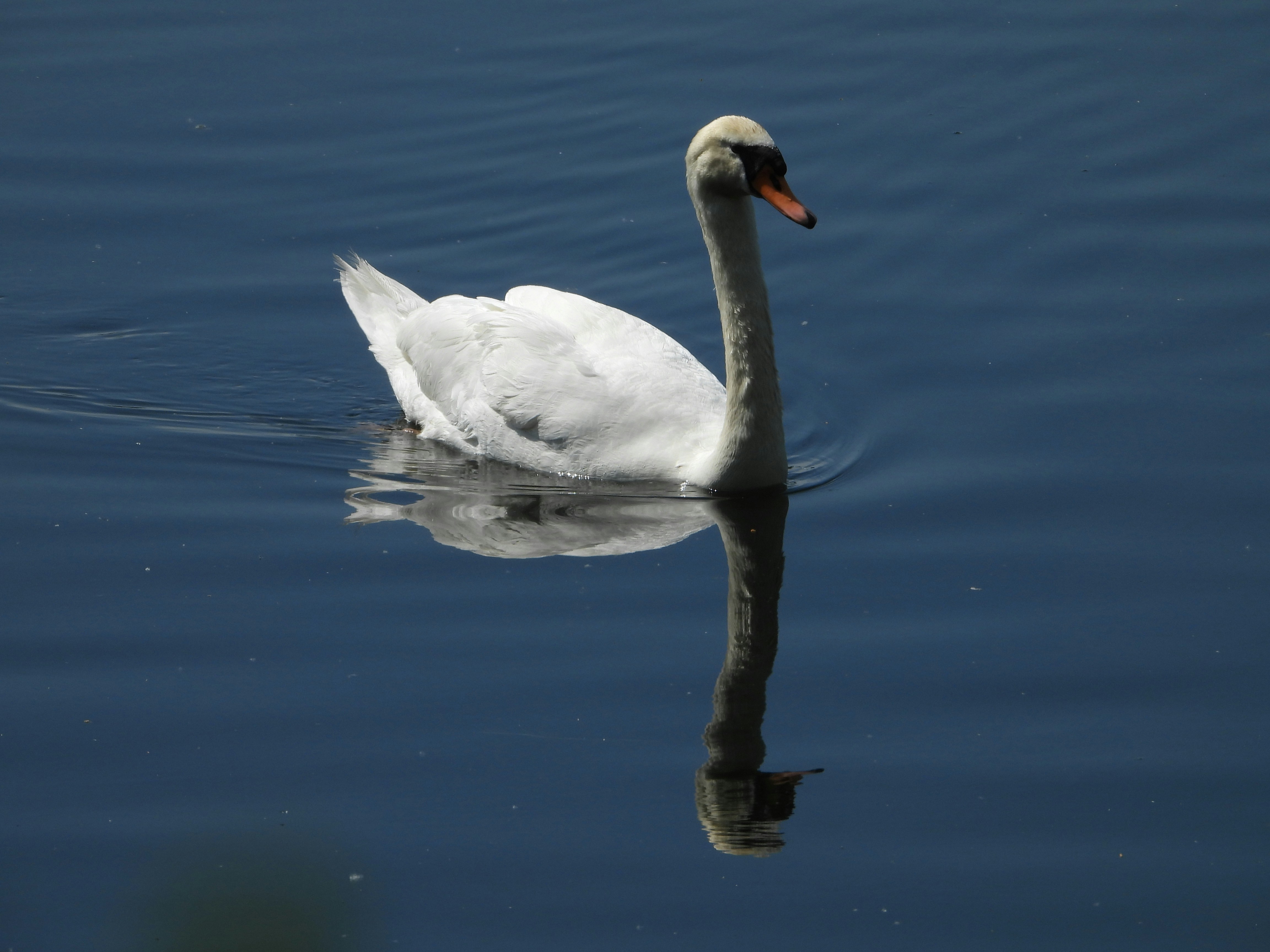 Swan swimming on a sea