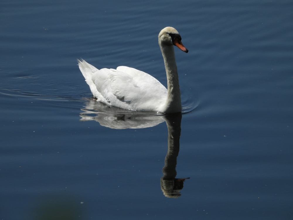 white swan on water during daytime