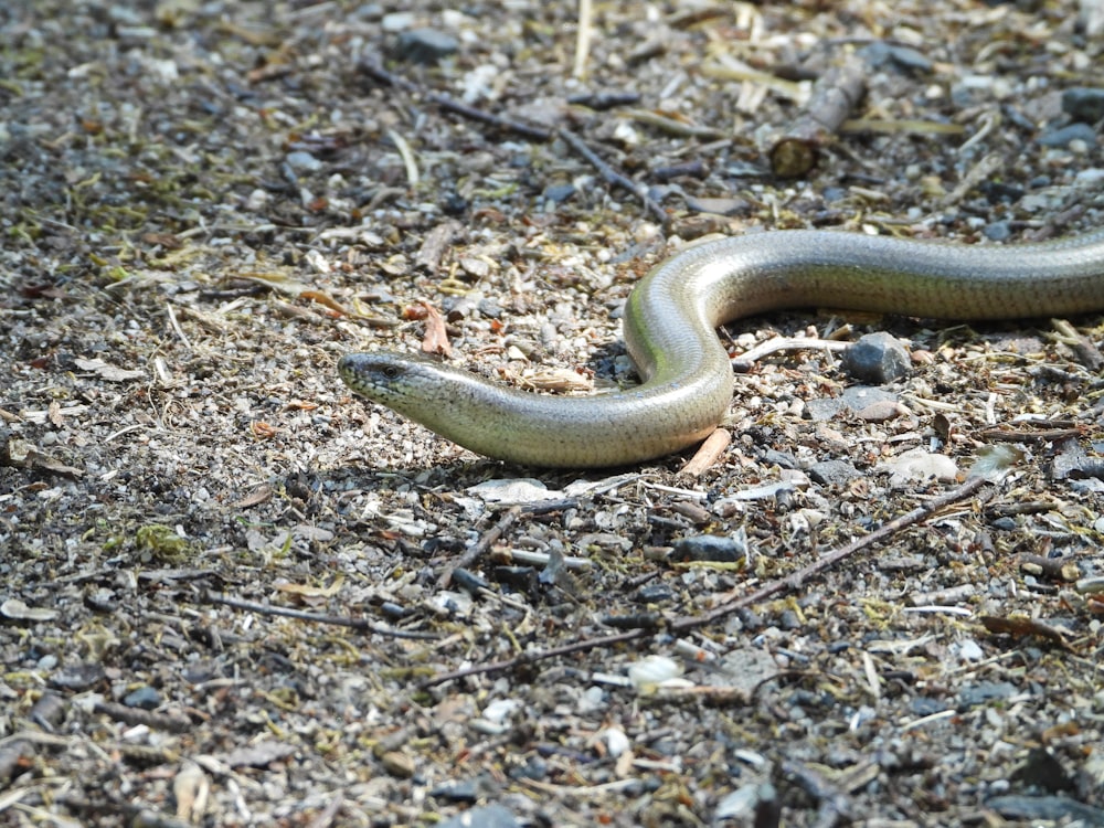 brown snake on brown soil