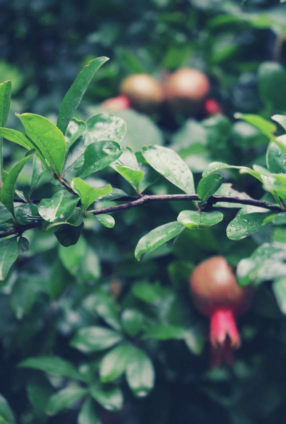 red round fruit on green leaves during daytime