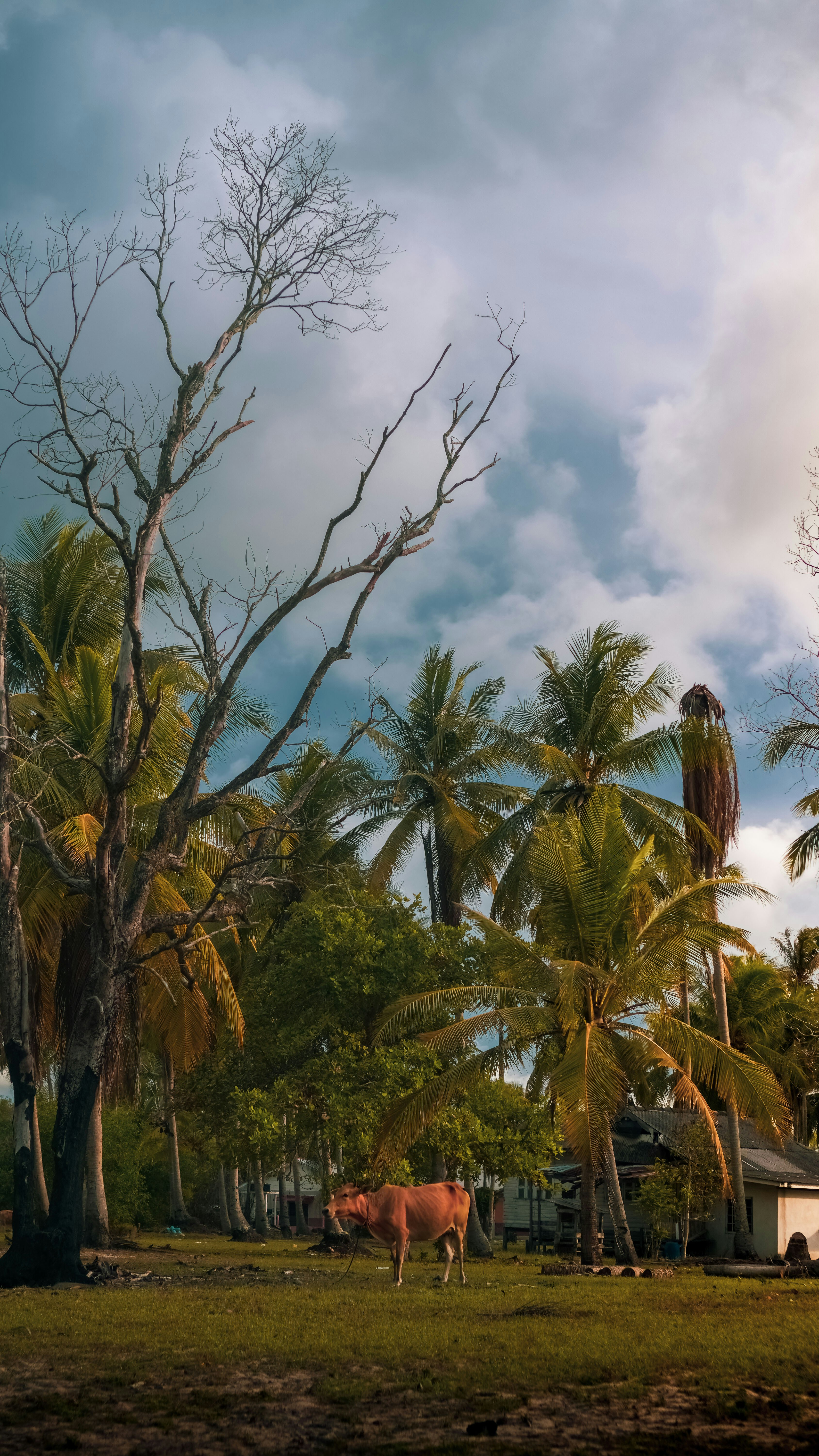 Rumah Baru Dojo Newsletter