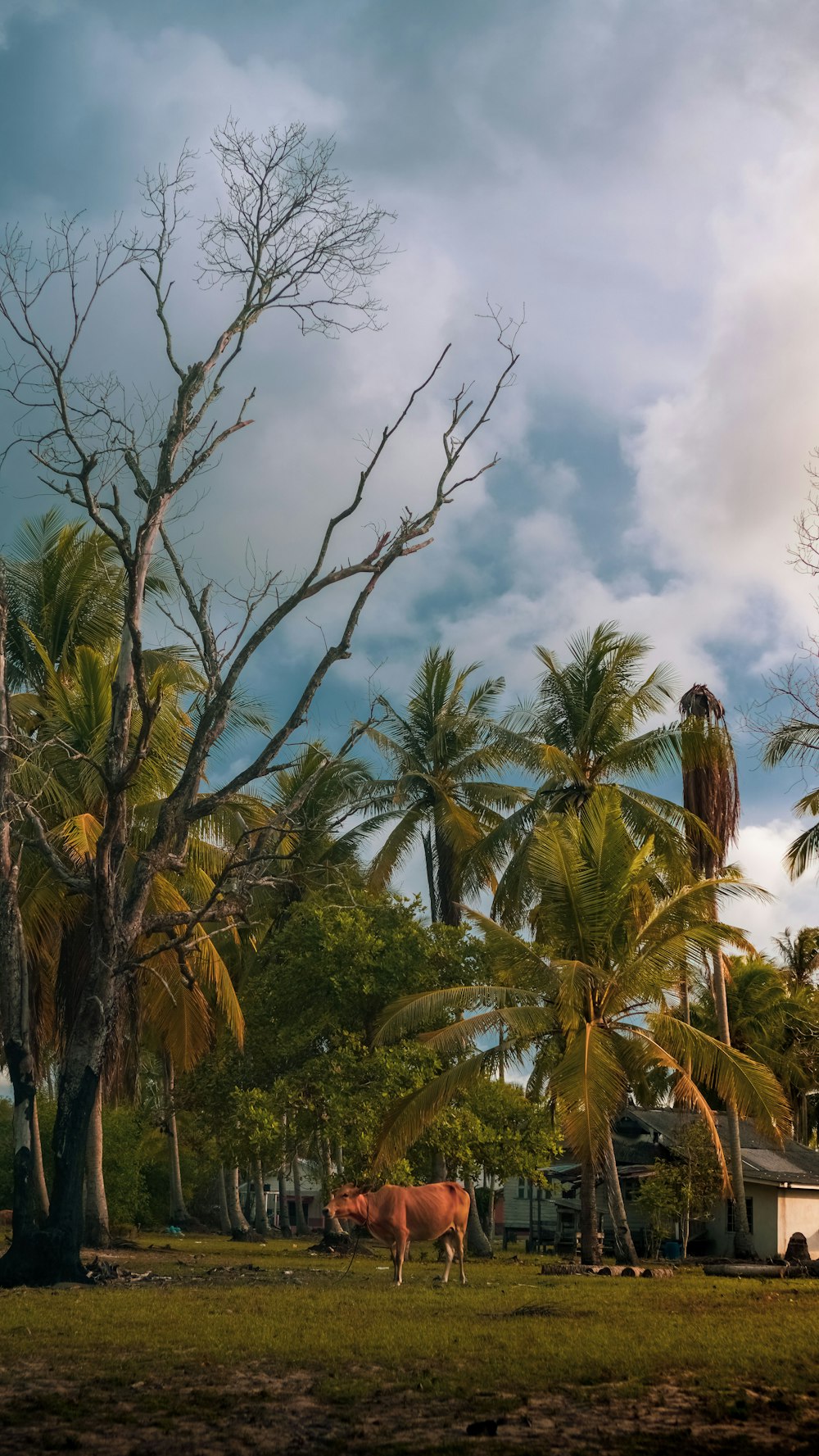 green coconut trees under white clouds during daytime