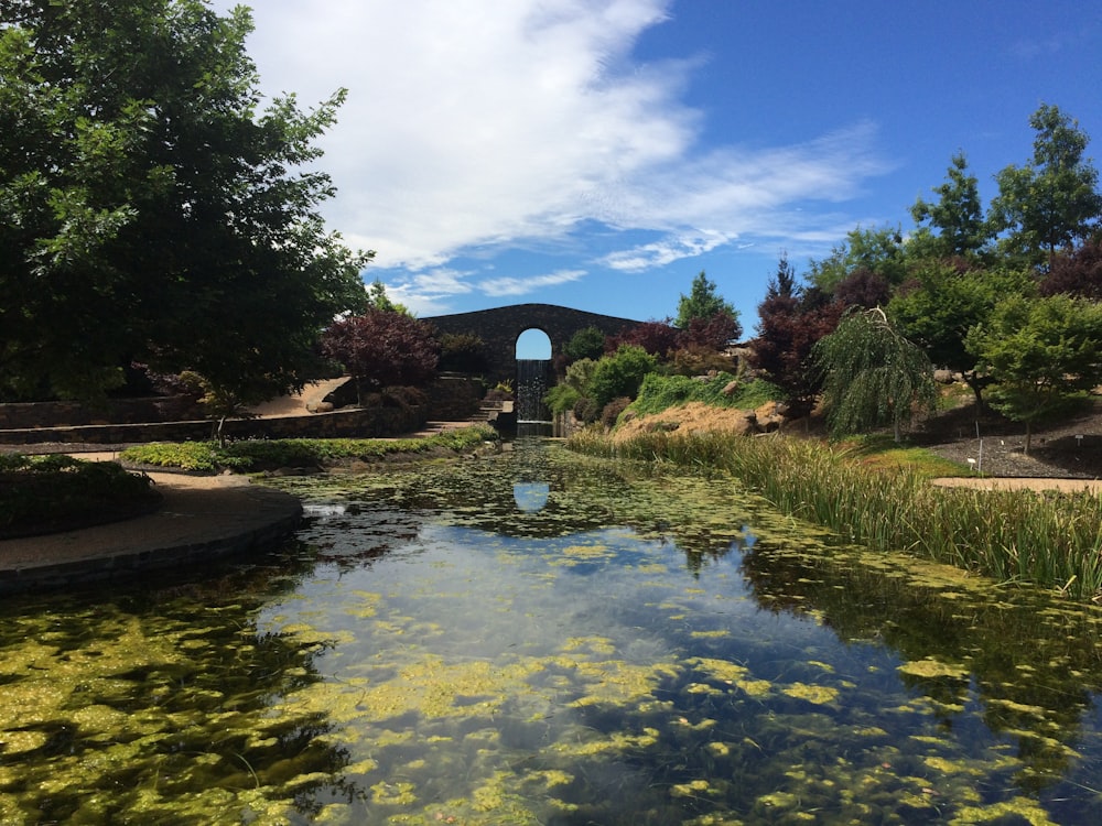 green trees beside river under blue sky during daytime