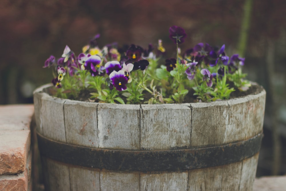 purple flowers on brown wooden barrel