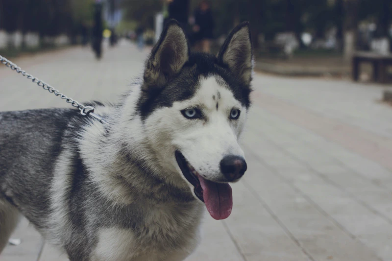 Best Dog Harnesses and Leashes: How to Choose a Dog Harness, No-Pull Harness, and the Best Dog Leash