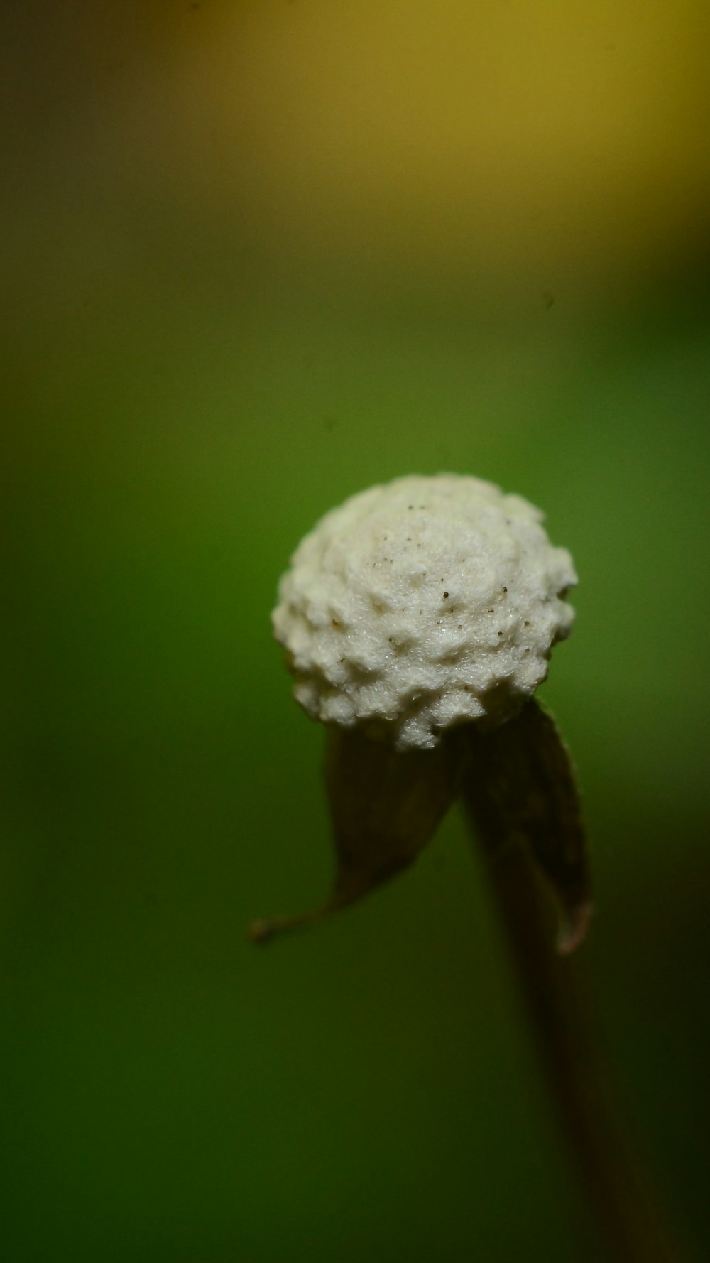 flor redonda branca na fotografia de perto