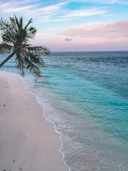 green palm tree on beach during daytime