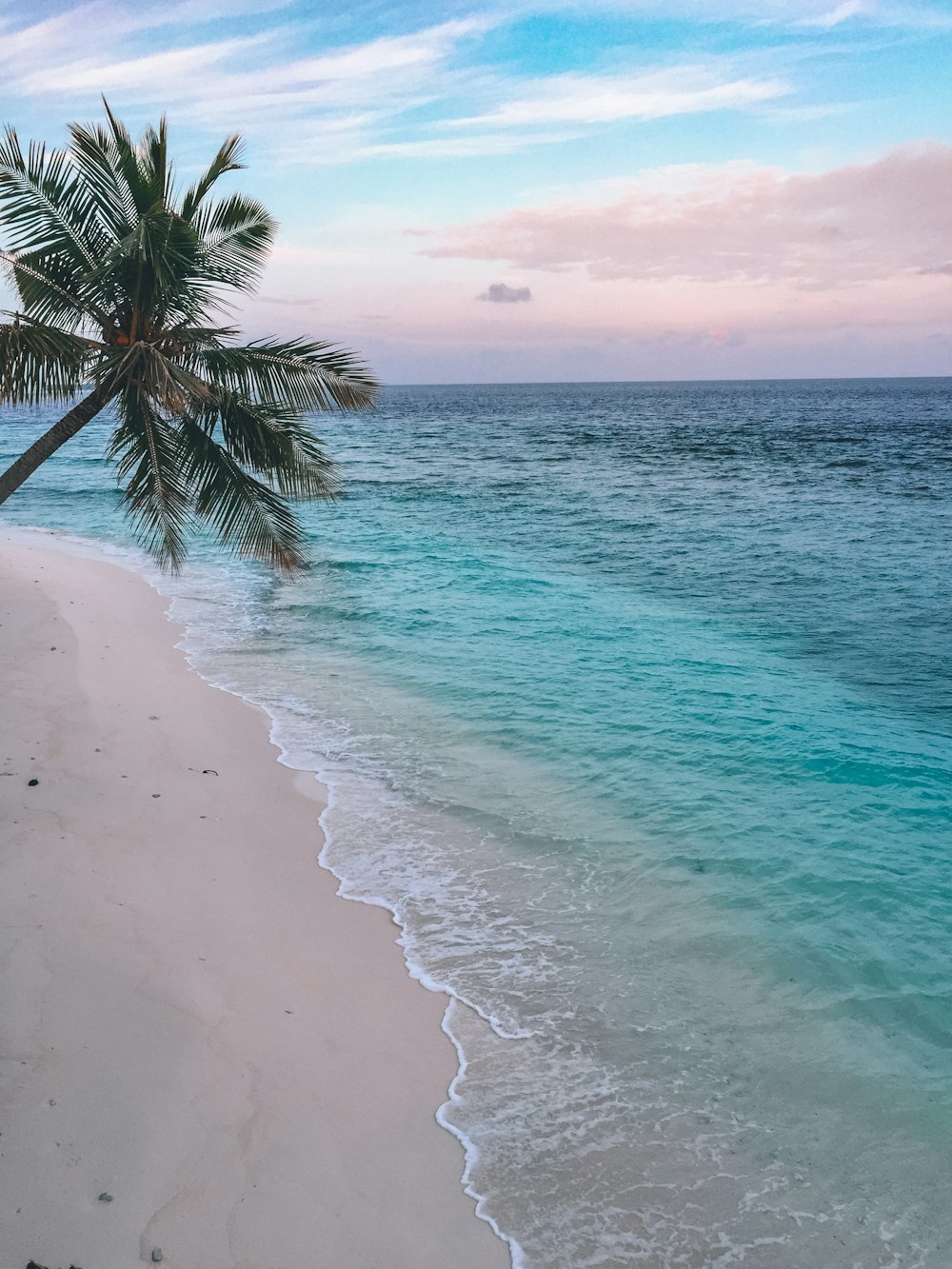 Grüne Palme am Strand tagsüber