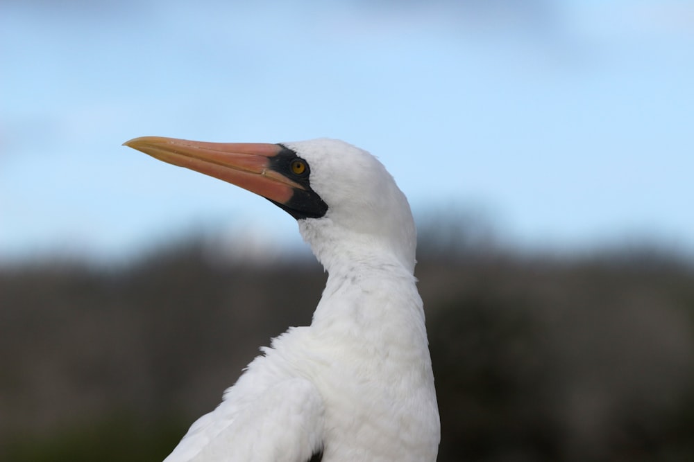 white bird in close up photography