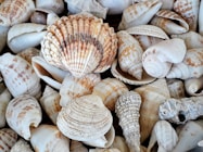 white and brown seashells on brown wooden surface