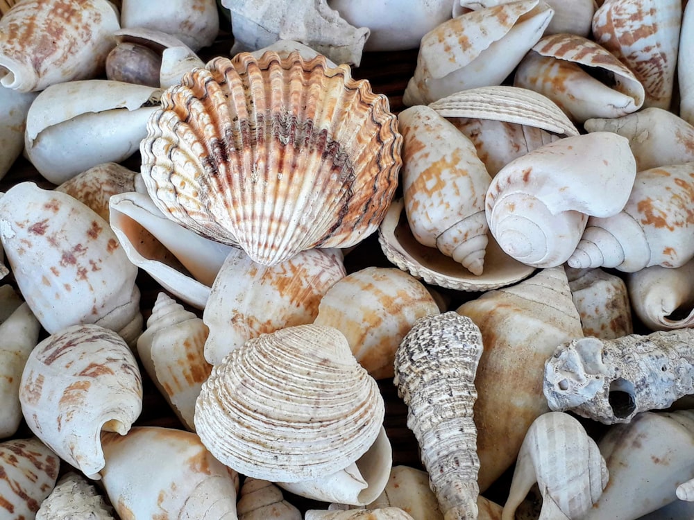 conchas marinas blancas y marrones sobre superficie de madera marrón