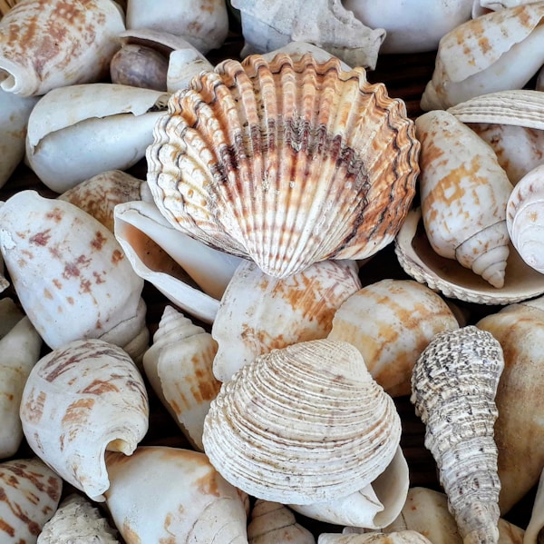 white and brown seashells on brown wooden surface