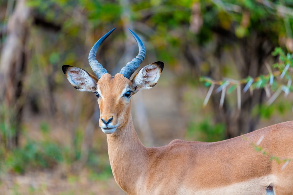 brown deer in tilt shift lens