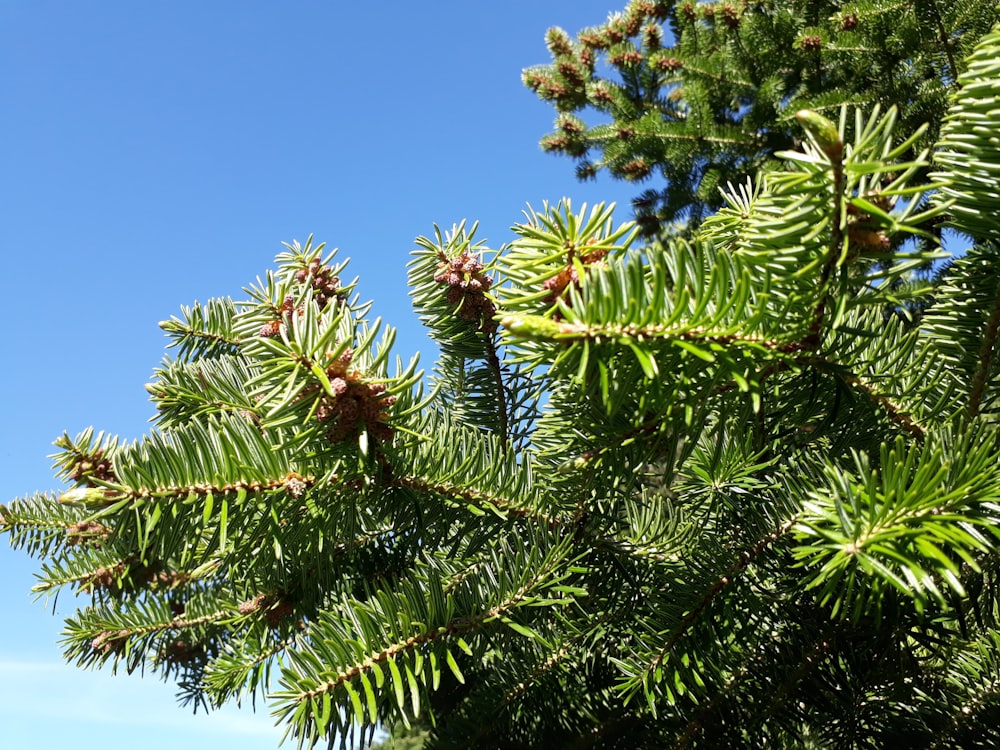 green and brown tree under blue sky during daytime