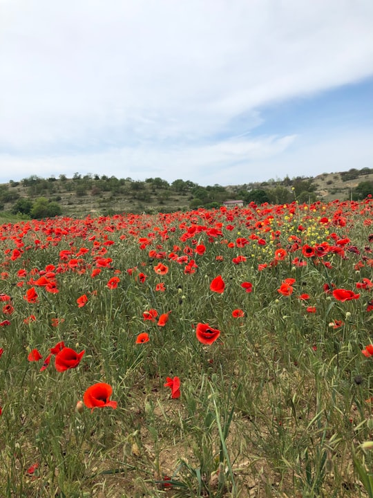 red flower field under blue sky during daytime in Sevastopol Russia