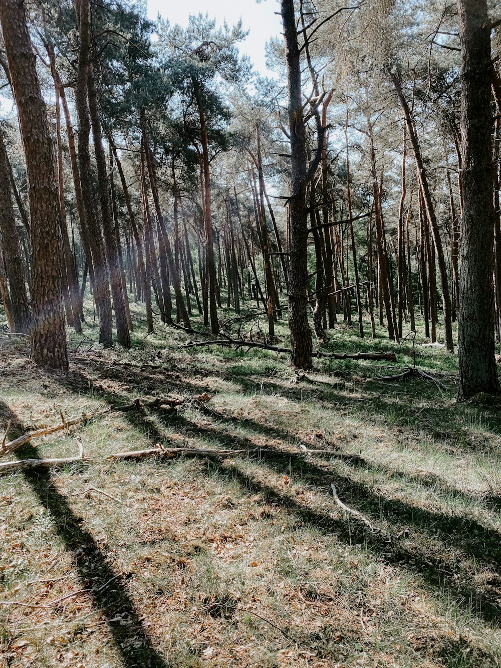 il sole splende tra gli alberi nel bosco