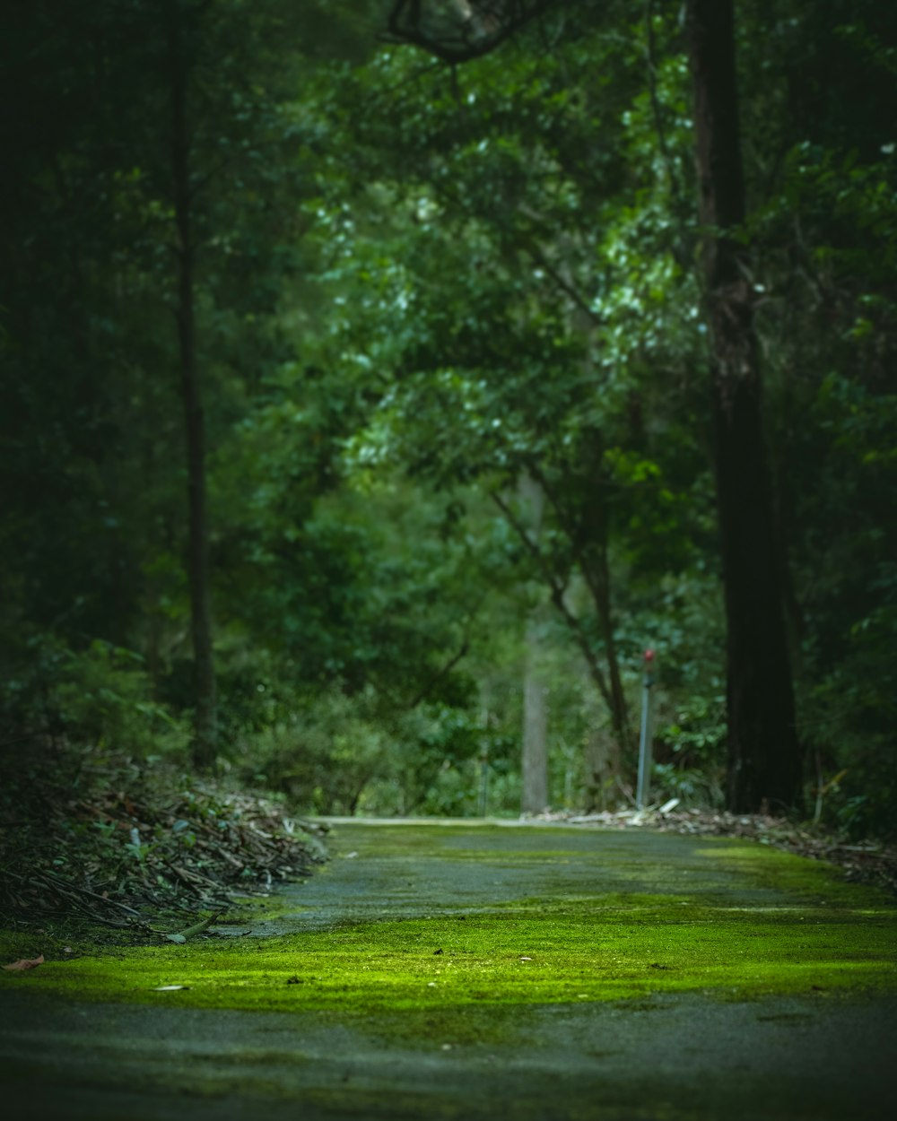 green grass field surrounded by trees during daytime