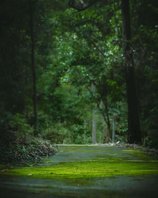 green grass field surrounded by trees during daytime in Booderee National Park Australia