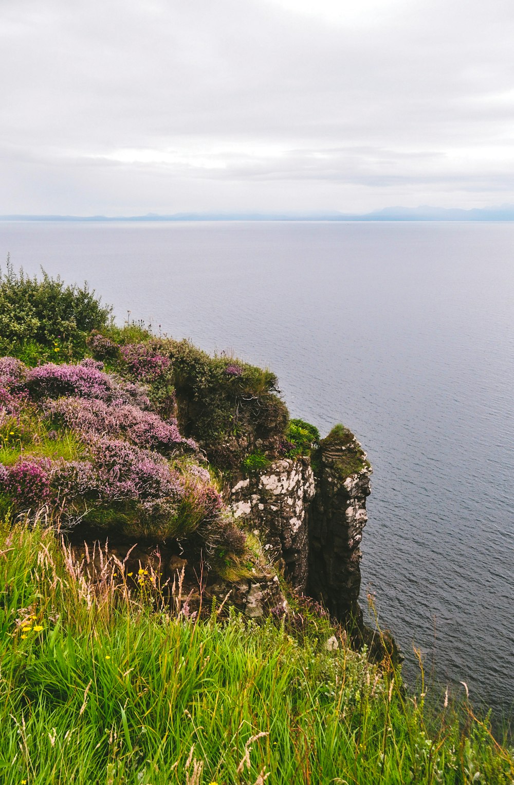 Flores púrpuras en formaciones rocosas junto al mar durante el día
