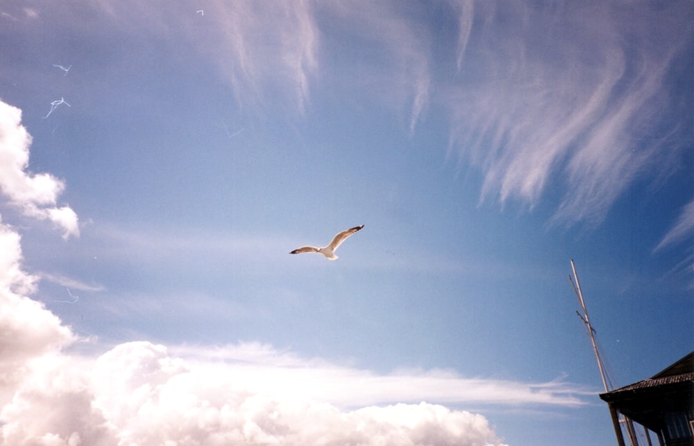 white bird flying under blue sky during daytime