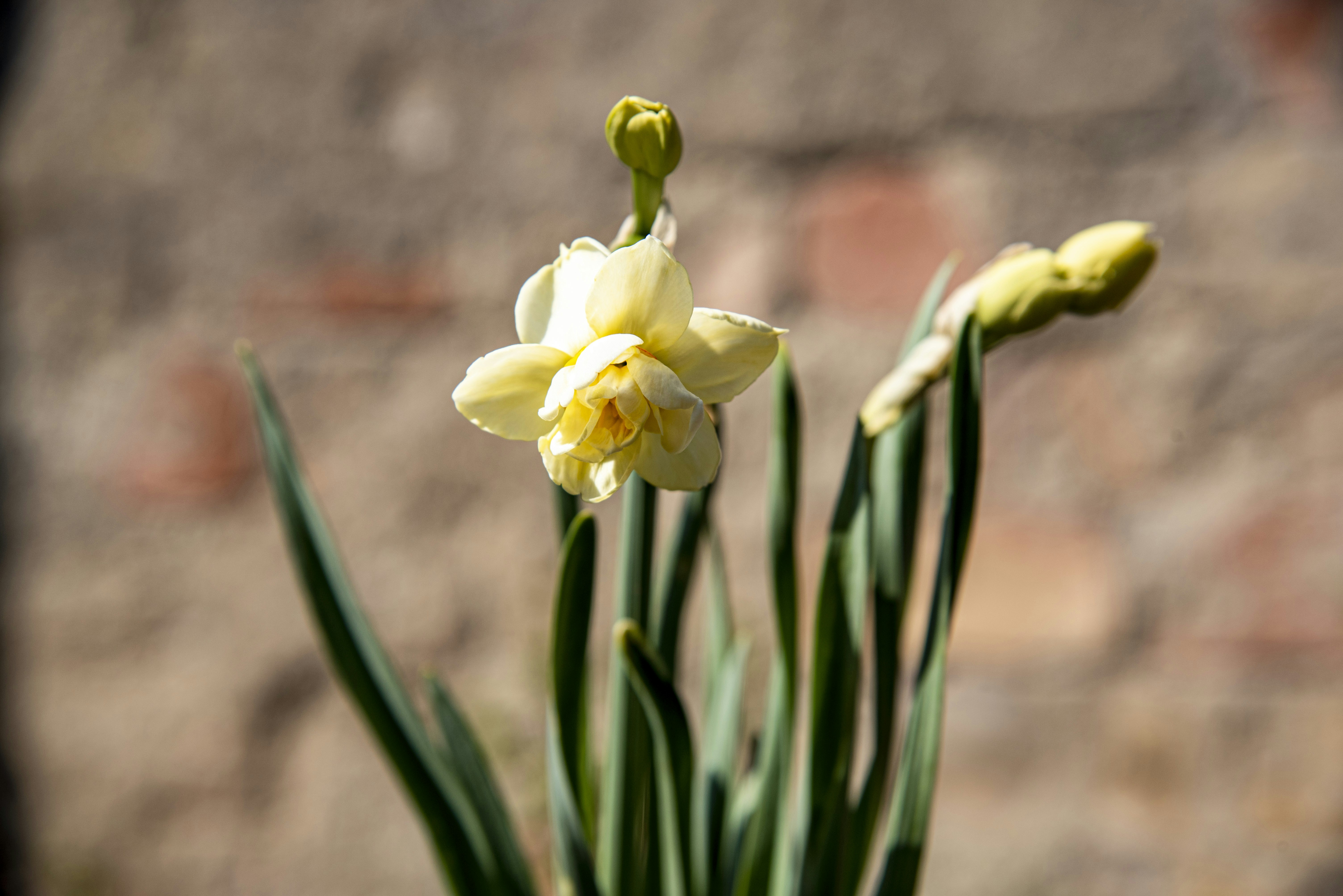 yellow flowers with green leaves