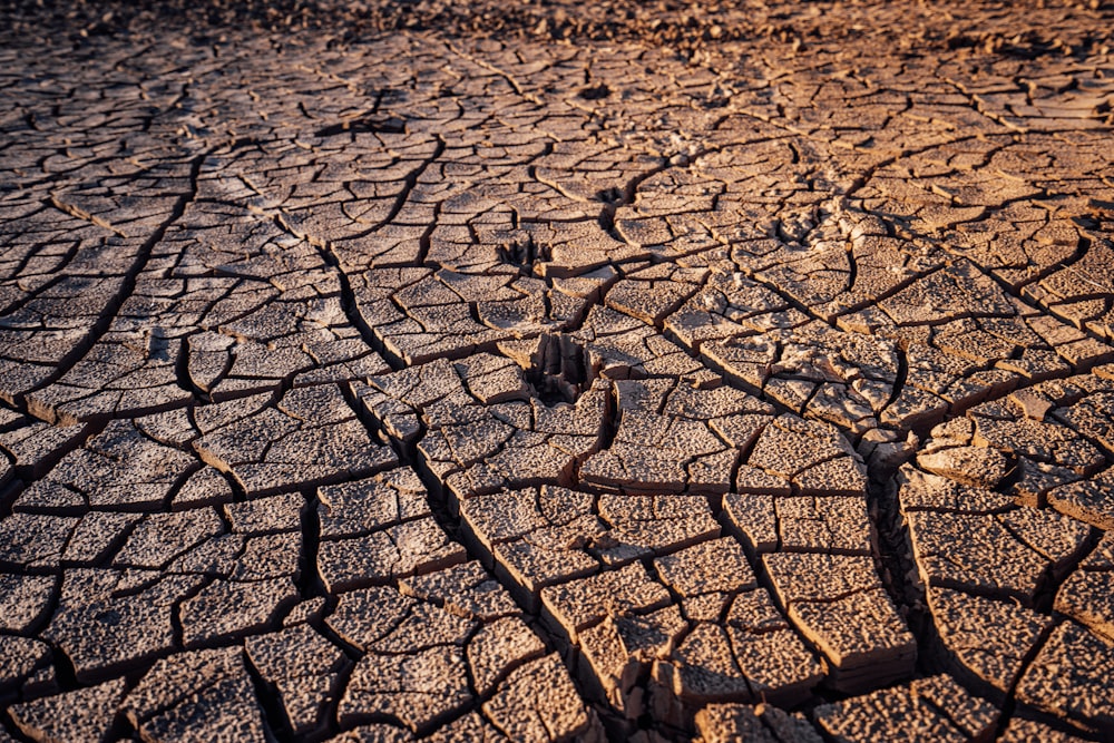 brown dried leaves on brown soil