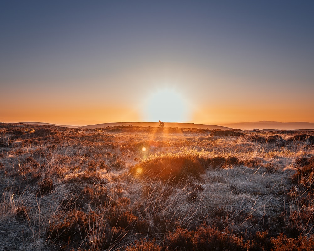 brown grass field during sunset