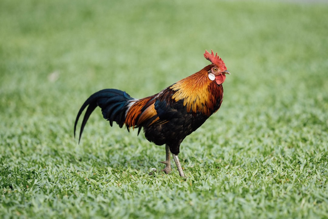 black and brown rooster on green grass field during daytime
