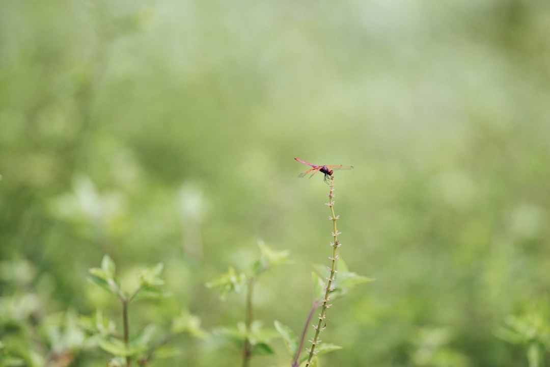 red dragonfly perched on green plant stem in close up photography during daytime