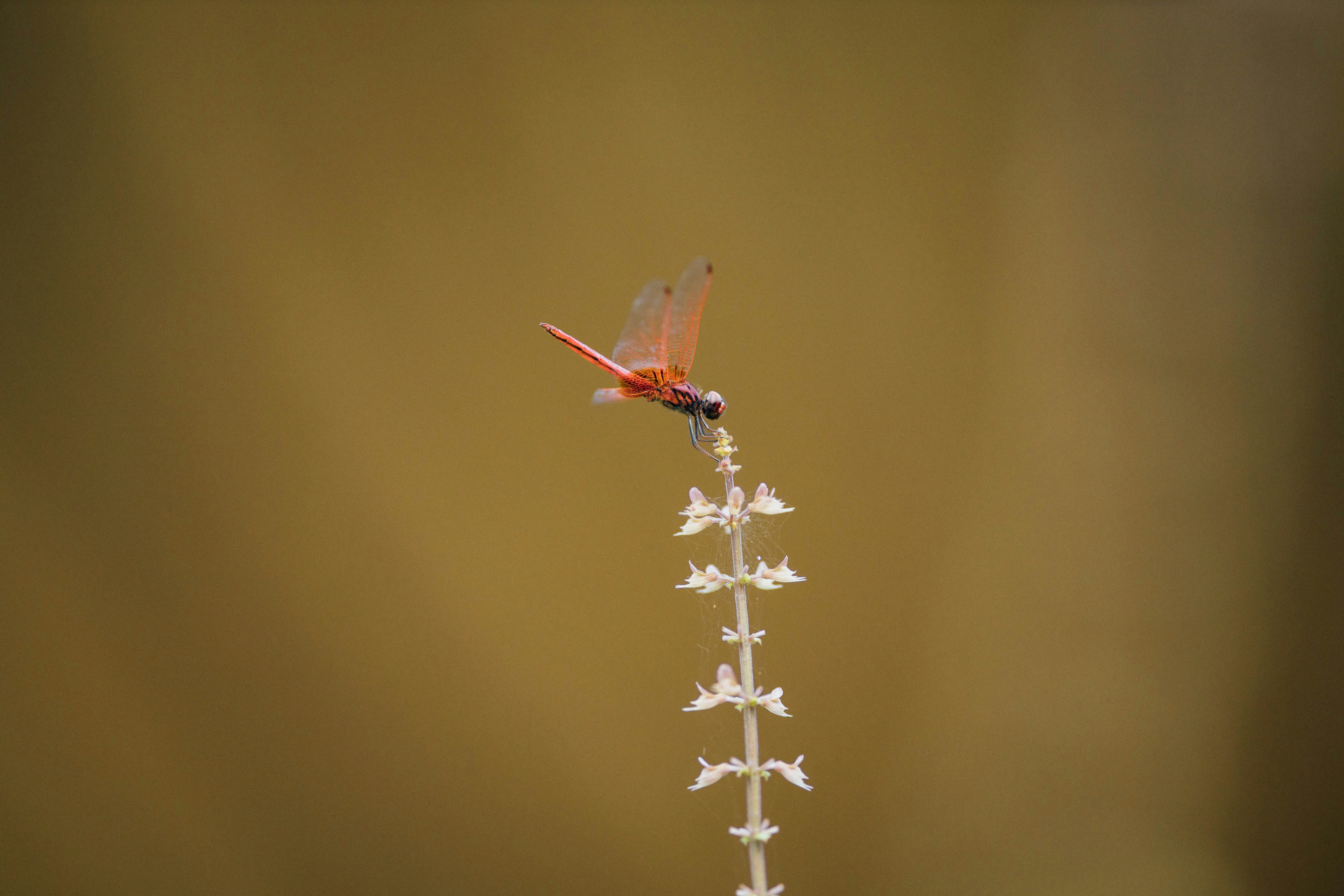 Photo by hansonluu
