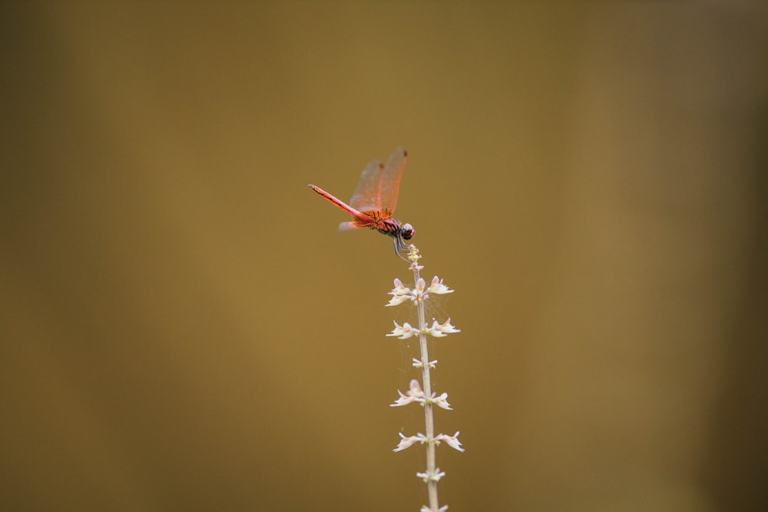 red dragonfly perched on brown stick in close up photography