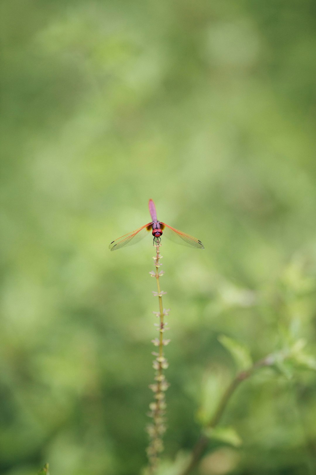 red dragonfly perched on green grass in close up photography during daytime