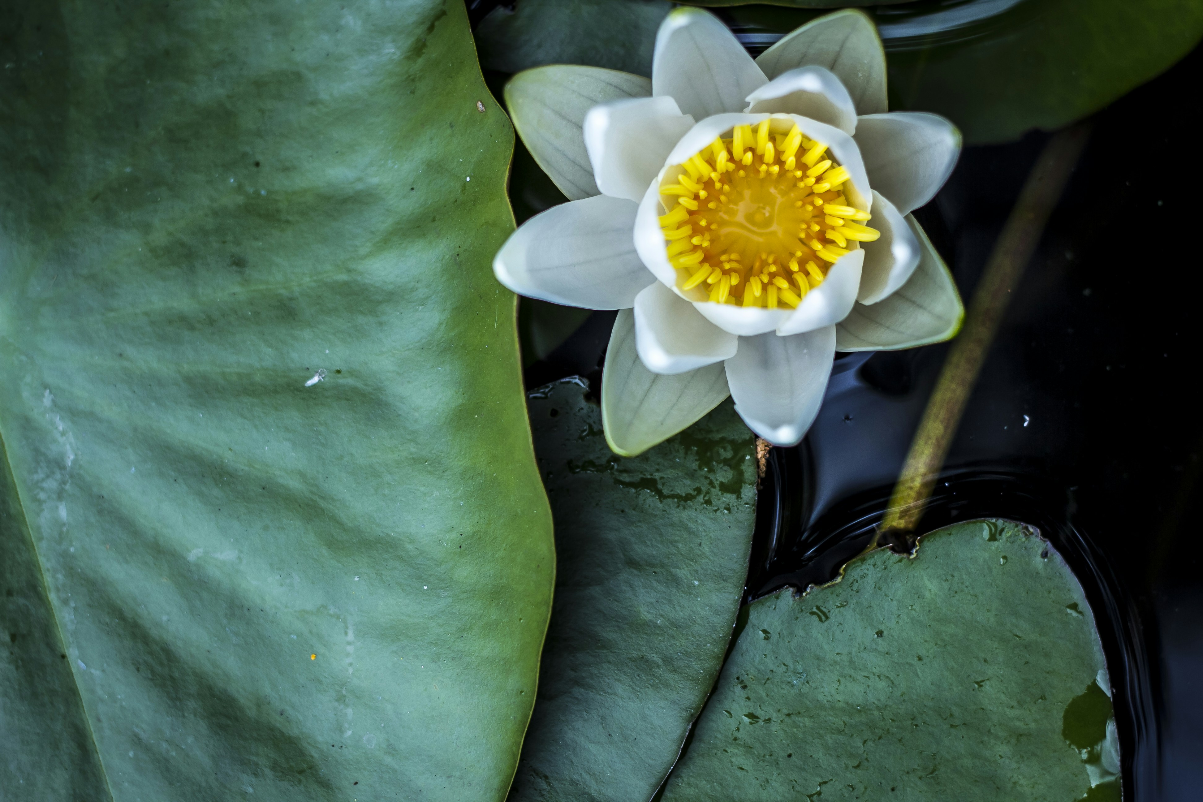 weiße Blume auf grünem Textil