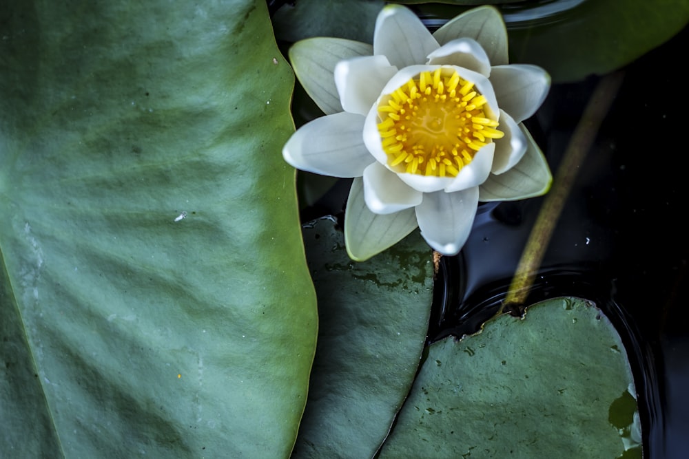 white flower on green textile