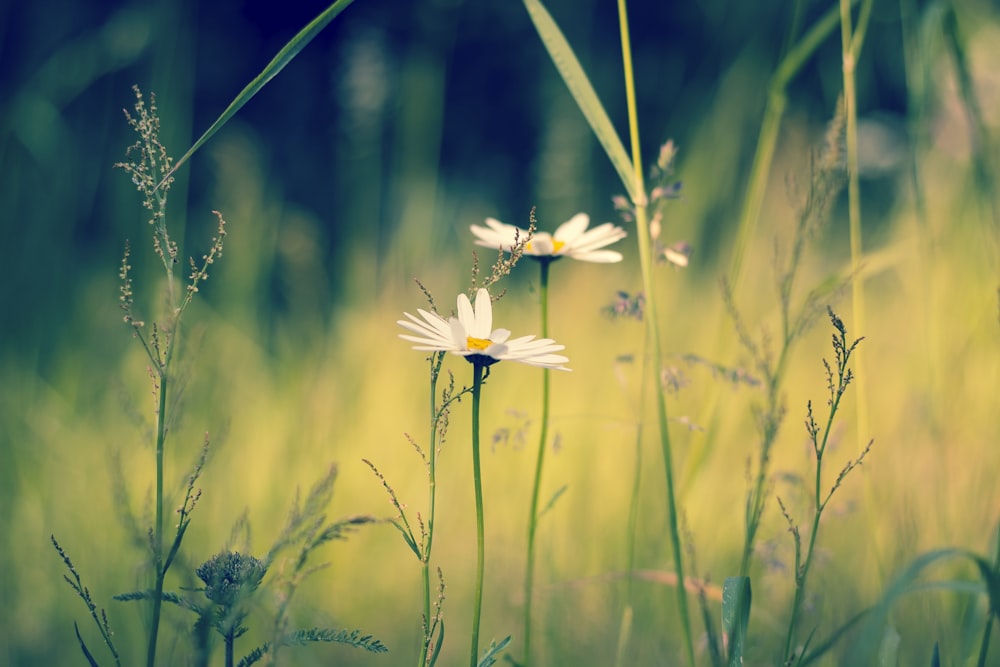 낮에는 푸른 잔디에 흰 꽃