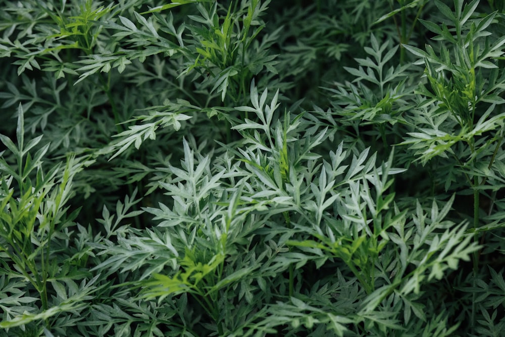 green leaves plant during daytime