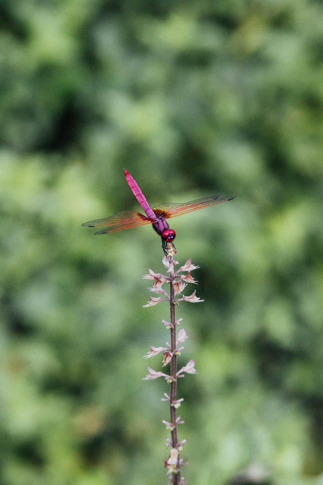 red dragonfly perched on green plant during daytime