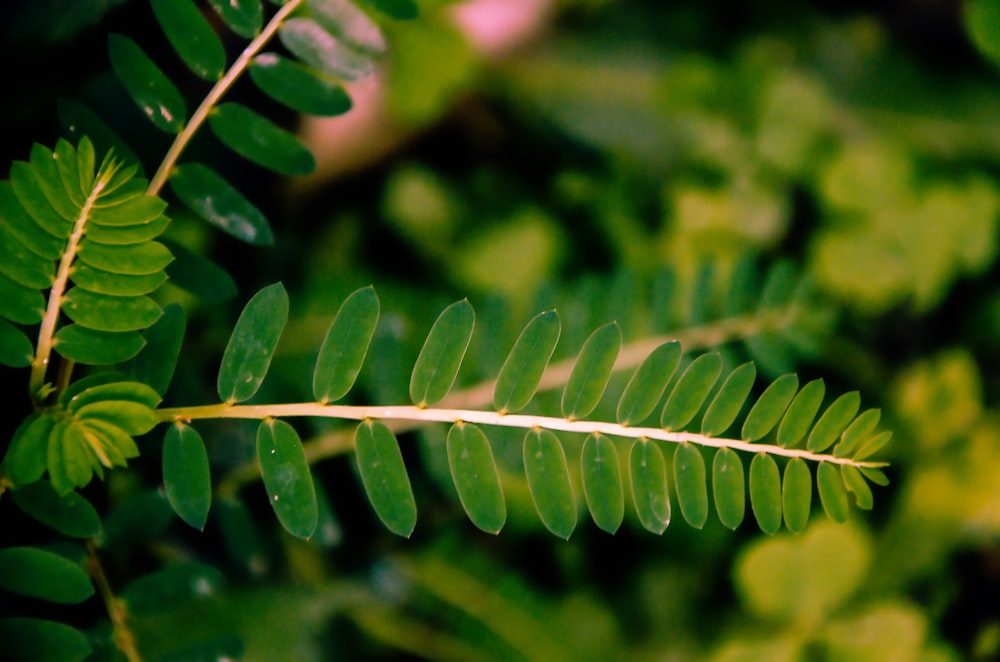 green leaf plant in close up photography