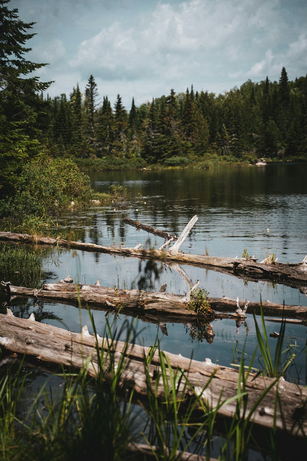 bûche de bois brun sur le lac