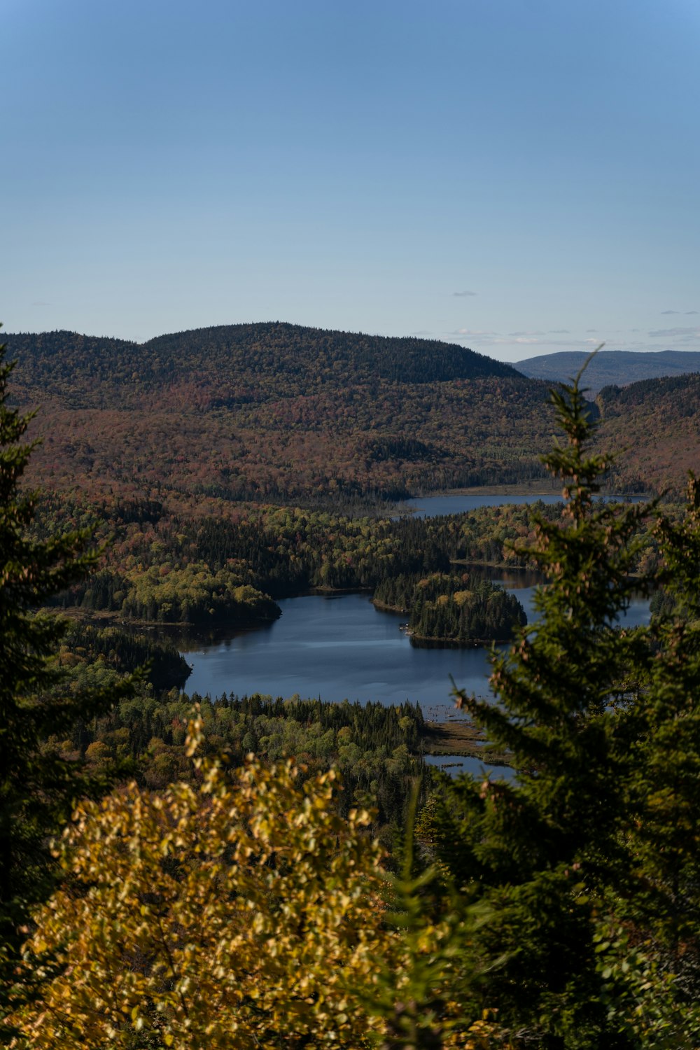 green trees near lake under blue sky during daytime