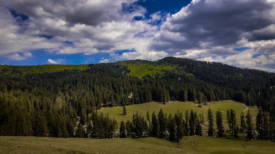 green pine trees under blue sky and white clouds during daytime in Gura Humorului Romania