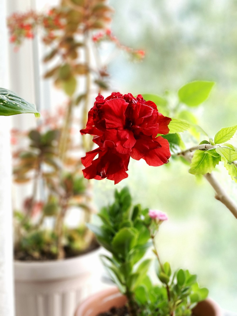 red flower in tilt shift lens